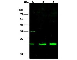 CDC42 Antibody, Novus Biologicals 100 &mu;g, Unconjugated:Antibodies, Polyclonal