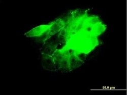 CDC42BPB Antibody (2F4), Novus Biologicals 0.1 mg; Unconjugated:Antibodies,
