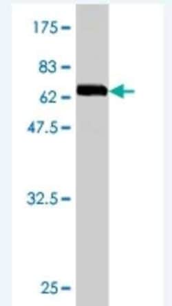 CDC42EP1 Antibody (3A4), Novus Biologicals 0.1 mg | Buy Online | Novus Biologicals | Fisher Scientific