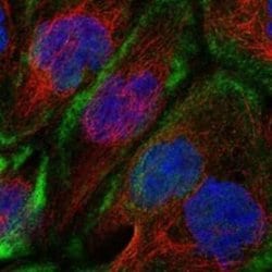 CDC42EP1 Rabbit anti-Human, Polyclonal, Novus Biologicals 100 &mu;g; Unconjugated:Antibodies,