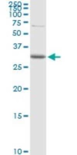 CDC42EP3 Antibody, Novus Biologicals 0.1 mg | Buy Online | Novus Biologicals | Fisher Scientific