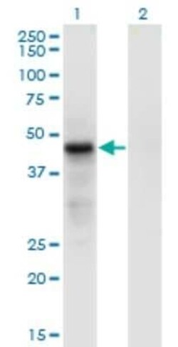 CDC42EP4 Antibody (3G10), Novus Biologicals 0.1 mg | Buy Online | Novus Biologicals | Fisher Scientific