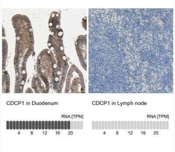 CDCP1 Antibody, Novus Biologicals 0.1 mL | Buy Online | Novus Biologicals | Fisher Scientific