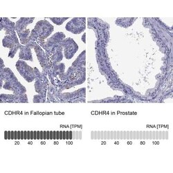 CDHR4 Antibody, Novus Biologicals:Antibodies:Primary Antibodies