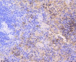 CDK2 Rabbit anti-Human, Clone: SR01-01, Novus Biologicals 100&mu;L:Antibodies,
