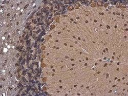 CDK5 Activator 1 Antibody, Novus Biologicals 100 &mu;g; Unconjugated:Antibodies,
