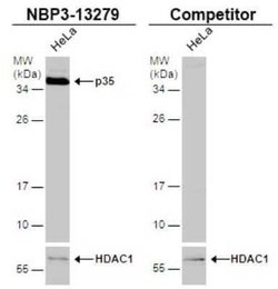 CDK5 Activator 1 Antibody, Novus Biologicals 100 &mu;g; Unconjugated:Antibodies,