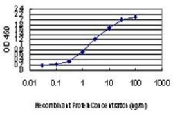 CDK8 Antibody (5H4), Novus Biologicals 0.1 mg | Buy Online | Novus Biologicals | Fisher Scientific