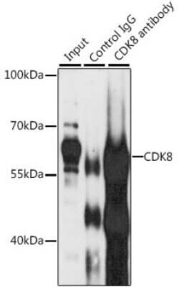 CDK8 Antibody - BSA Free, Novus Biologicals 0.1 mL, Unconjugated:Antibodies,