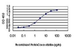 CDKL1 Antibody (1F12), Novus Biologicals 0.1 mg | Buy Online | Novus Biologicals | Fisher Scientific