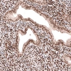CDP/CUTL1 Antibody (CL5275), Novus Biologicals 100&mu;L:Antibodies, Monoclonal
