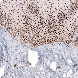 CDP/CUTL1 Antibody (CL5275), Novus Biologicals 100&mu;L:Antibodies, Monoclonal