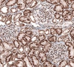 CDP/CUTL1 Antibody (CL5275), Novus Biologicals 100&mu;L:Antibodies, Monoclonal