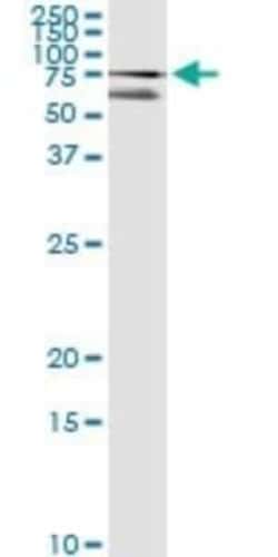 CDP/CUTL1 Antibody (2A10), Novus Biologicals 0.1 mg, Unconjugated:Antibodies,