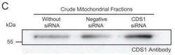 CDS1 Antibody (2D10), Novus Biologicals 0.1 mg, Unconjugated:Anticorps,