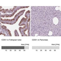 CDS1 Antibody, Novus Biologicals:Antibodies:Primary Antibodies