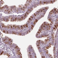 CDS1 Antibody, Novus Biologicals:Antibodies:Primary Antibodies
