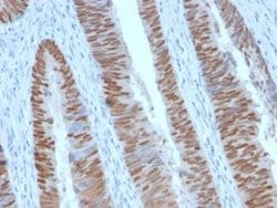 CDX2 Antibody (CDX2/2951R) - Azide and BSA Free, Novus Biologicals 100 &mu;g | Buy Online | Novus Biologicals | Fisher Scientific