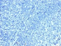 CDX2 Antibody (CDX2/4394R) - Azide and BSA Free, Novus Biologicals 100