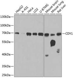CDY1 Antibody - BSA Free, Novus Biologicals:Antibodies:Primary Antibodies
