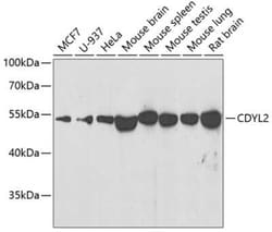 CDYL2 Antibody - BSA Free, Novus Biologicals:Antibodies:Primary Antibodies