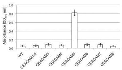 CEACAM5/CD66e Antibody (5C8C4) - BSA Free, Novus Biologicals 0.1 mg | Buy Online | Novus Biologicals | Fisher Scientific