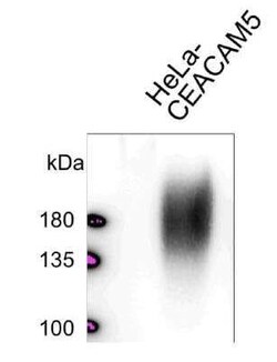 CEACAM5/CD66e Antibody (5C8C4) - BSA Free, Novus Biologicals 0.1 mg | Buy Online | Novus Biologicals | Fisher Scientific