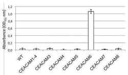 CEACAM6/CD66c Antibody (1H7-4B) - BSA Free, Novus Biologicals 0.1 mg; Unconjugated:Antibodies,