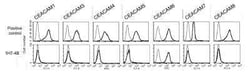 CEACAM6/CD66c Antibody (1H7-4B) - BSA Free, Novus Biologicals 0.1 mg; Unconjugated:Antibodies,