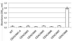 CEACAM8/CD66b Antibody (6/40c) - BSA Free, Novus Biologicals 0.1 mg; Unconjugated:Antibodies,