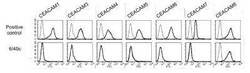 CEACAM8/CD66b Antibody (6/40c) - BSA Free, Novus Biologicals 0.1 mg; Unconjugated:Antibodies,