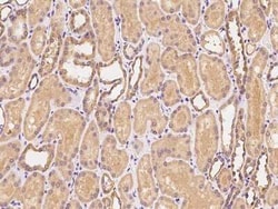 CEACAM21 Antibody, Novus Biologicals:Antibodies:Primary Antibodies