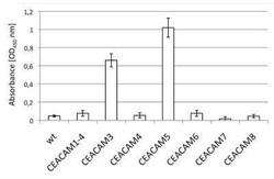 CEACAM5/CD66e Antibody (308/3-3) - BSA Free, Novus Biologicals:Antibodies:Primary