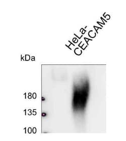 CEACAM5/CD66e Antibody (308/3-3) - BSA Free, Novus Biologicals:Antibodies:Primary