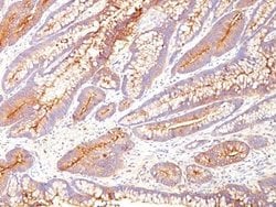 CEACAM5/CD66e Antibody (COL-1) - Azide and BSA Free, Novus Biologicals 100 &mu;g | Buy Online | Novus Biologicals | Fisher Scientific