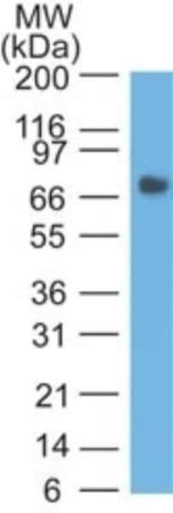 CEACAM5/CD66e Antibody (COL-1) - Azide and BSA Free, Novus Biologicals 100 &mu;g | Buy Online | Novus Biologicals | Fisher Scientific