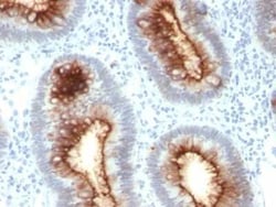 CEACAM5/CD66e Antibody (C66/1030), Novus Biologicals 0.02mg; Unlabeled:Antibodies,