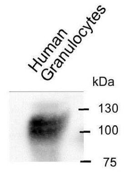 CEACAM8/CD66b Antibody (6/40c) - BSA Free, Novus Biologicals 0.1 mg; Unconjugated:Antibodies,