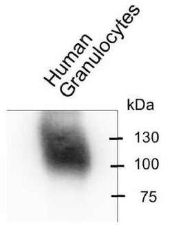 CEACAM8/CD66b Antibody (6/40c) - BSA Free, Novus Biologicals 0.1 mg; Unconjugated:Antibodies,