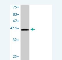 CEBP gamma Antibody (3A3-1A6), Novus Biologicals 0.1 mg | Buy Online | Novus Biologicals | Fisher Scientific