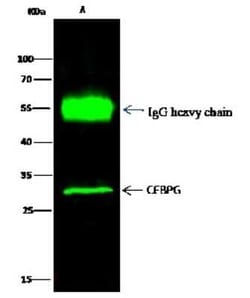 CEBP gamma Antibody, Novus Biologicals 50 &mu;g, Unconjugated:Antibodies,