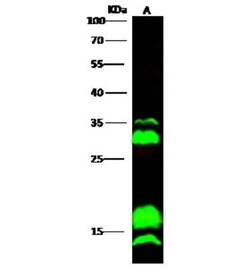 CEBP gamma Antibody, Novus Biologicals 50 &mu;g, Unconjugated:Antibodies,