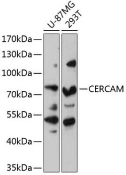 CEECAM1 Antibody - Azide and BSA Free, Novus Biologicals:Antibodies:Primary