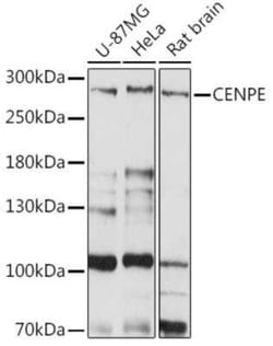 CENPE Antibody - Azide and BSA Free, Novus Biologicals:Antibodies:Primary