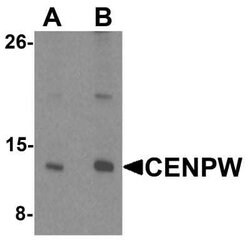CENPW Antibody - BSA Free, Novus Biologicals 0.1 mg; Unconjugated:Antibodies,