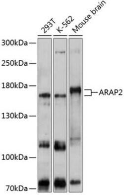 CENTD1 Antibody - Azide and BSA Free, Novus Biologicals 0.02 mL, Unconjugated:Antibodies,