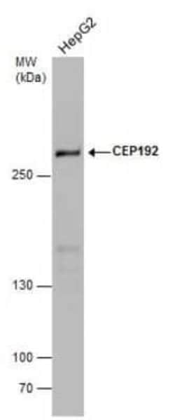 CEP192 Antibody, Novus Biologicals 100 &mu;g | Buy Online | Novus Biologicals | Fisher Scientific