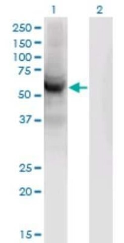 CEP55 Antibody (6B1), Novus Biologicals 0.1 mg | Buy Online | Novus Biologicals | Fisher Scientific