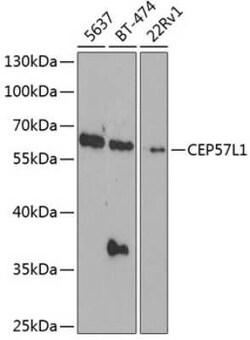 CEP57L1 Antibody - BSA Free, Novus Biologicals 0.1 mL, Unconjugated:Antibodies,