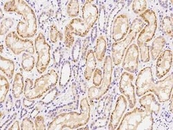 CEP68 Antibody, Novus Biologicals:Antibodies:Primary Antibodies